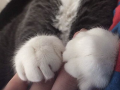 猫爪视频,揭秘猫咪日常生活的趣味瞬间