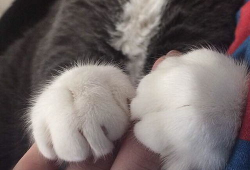 猫爪视频,揭秘猫咪日常生活的趣味瞬间