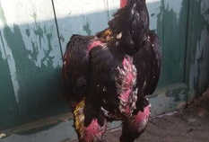 鸡视频,揭秘鸡的世界，趣味科普尽在其中